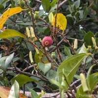 Alangium hexapetalum Lam.
